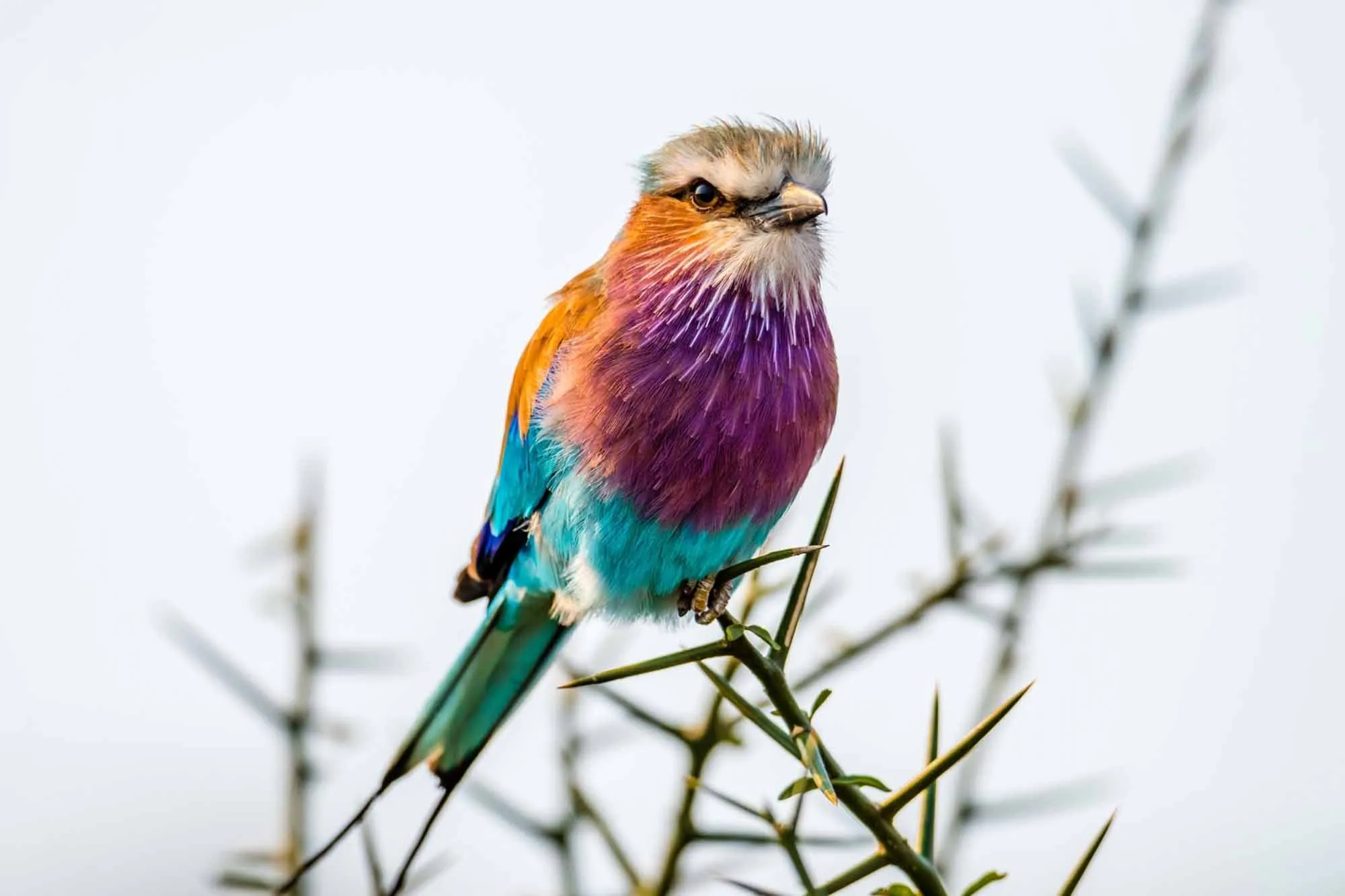 Rwanda Birding Safaris