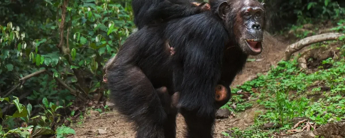 Rwanda Chimpanzee Tracking Safaris
