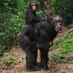 Rwanda Chimpanzee Tracking Safaris