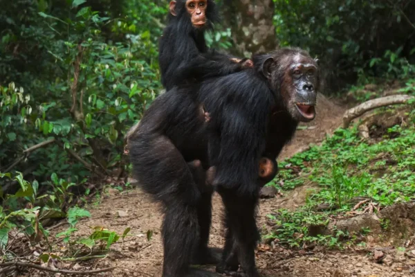 Rwanda Chimpanzee Safaris Rwanda Chimpanzee Tracking Safaris