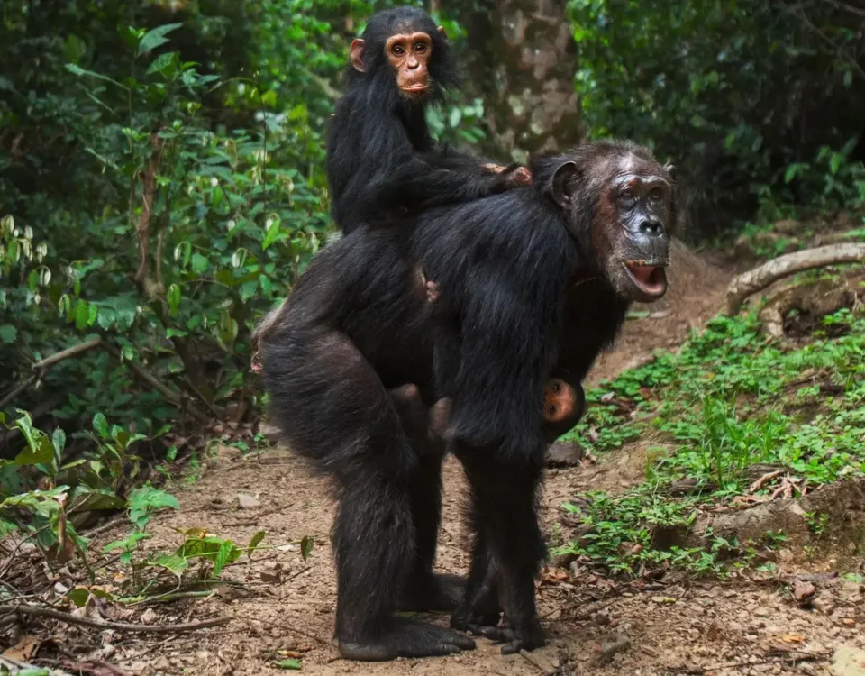 Rwanda Chimpanzee Tracking Safaris