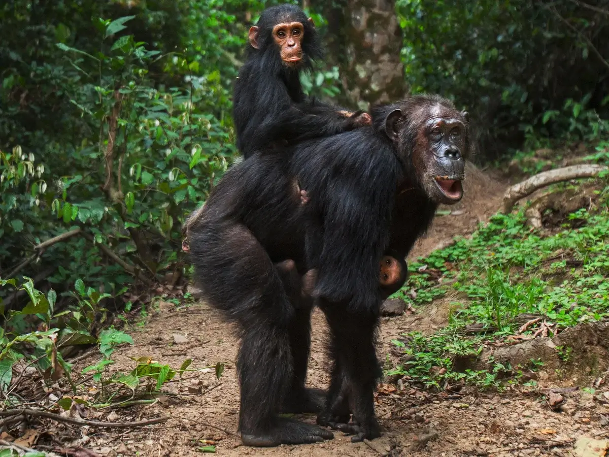 Rwanda Chimpanzee Tracking Safaris