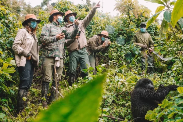 Rwanda Gorilla Safaris Rwanda Gorilla Trekking Safaris