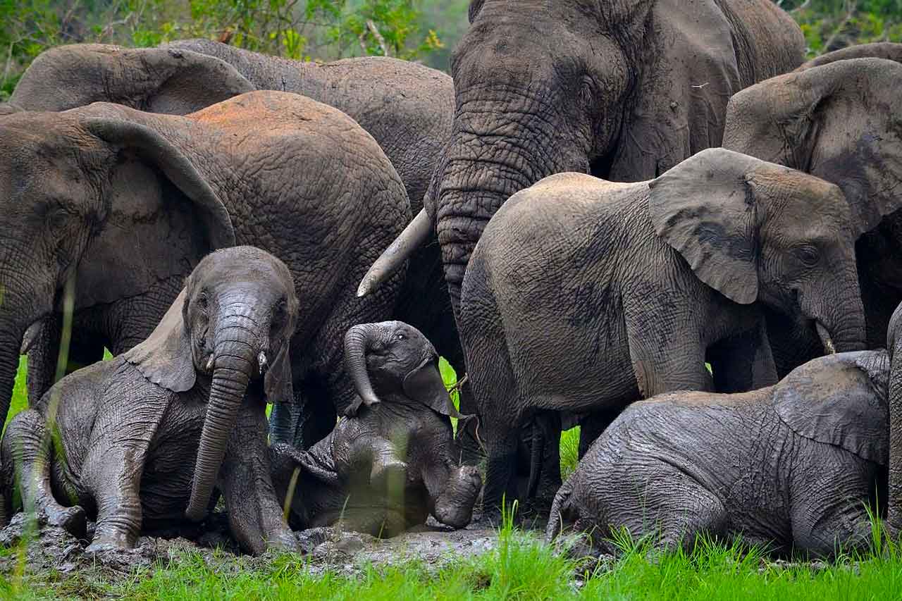 Rwanda Wildlife Safaris
