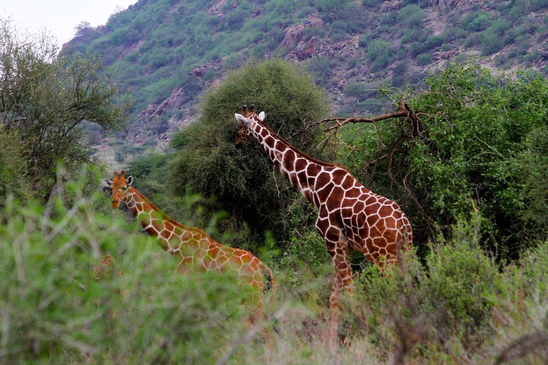 Samburu National Reserve1