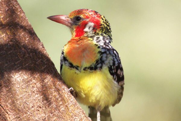 Tanzania Birding Safaris
