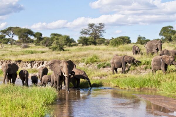 Tarangire National Park. Tarangire National Park.