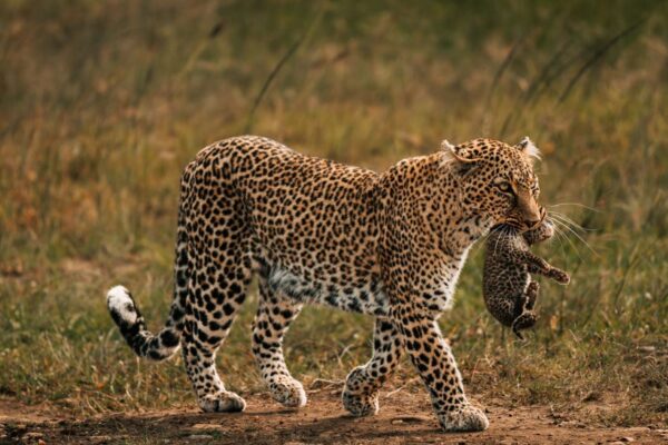 Kenya Wildlife Safaris