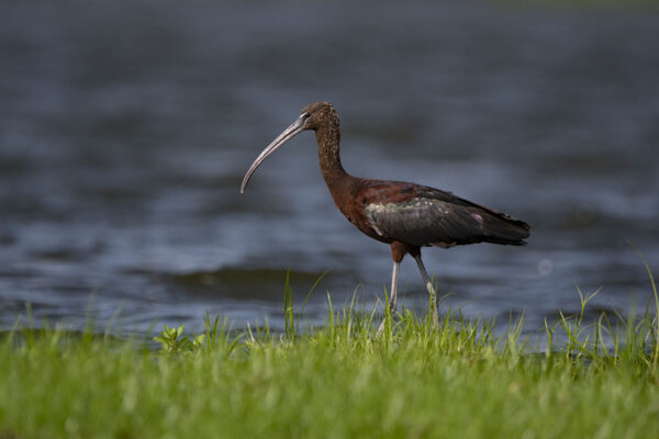 Uganda Birding Safaris
