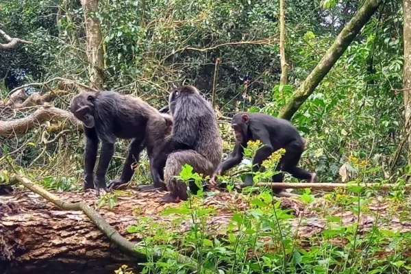 Uganda Chimpanzee Tracking Safaris