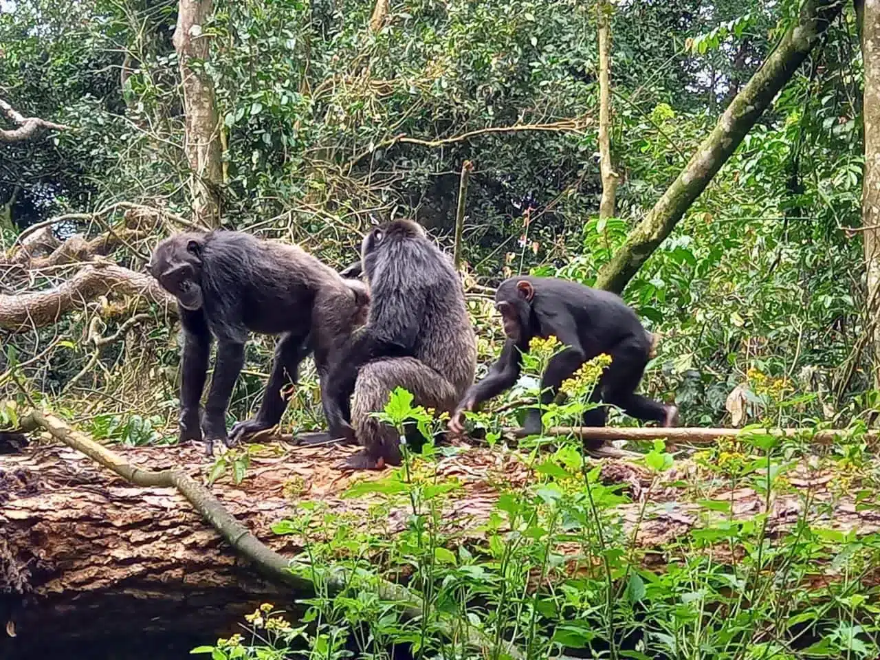 Uganda Chimpanzee Tracking Safaris