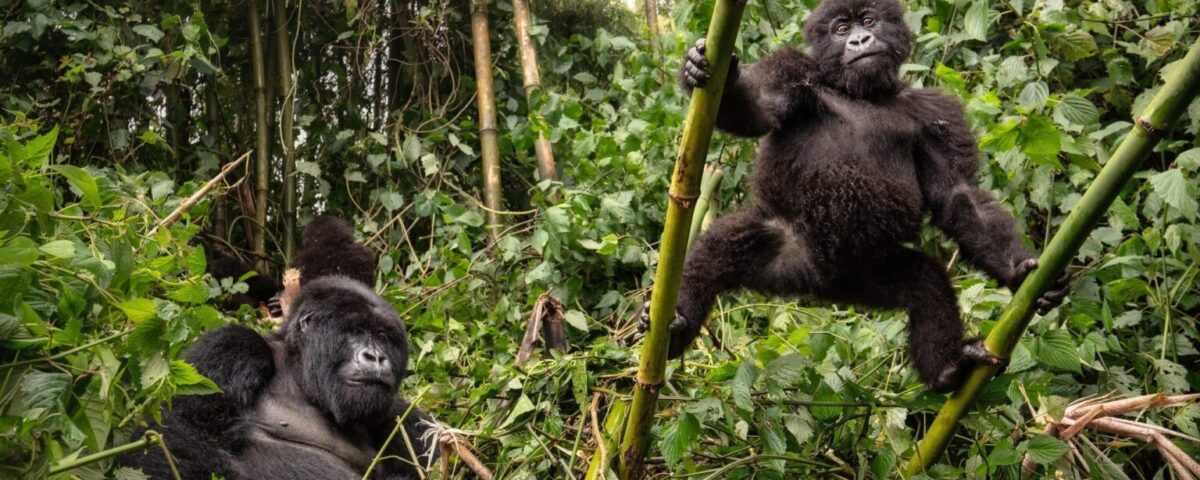 Uganda Gorilla Trekking Safaris