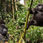 Uganda Gorilla Trekking Safaris