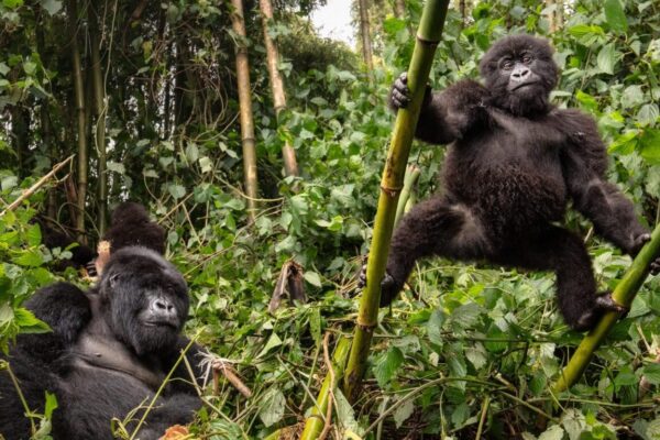 Uganda Gorilla Trekking Safaris
