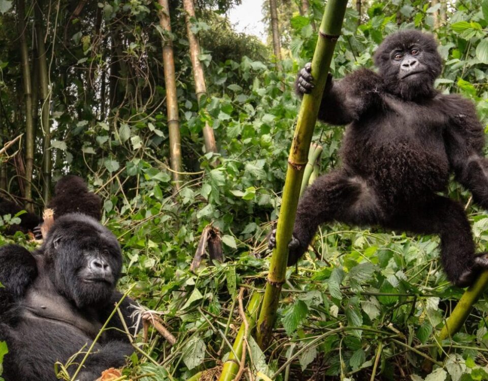 Uganda Gorilla Trekking Safaris