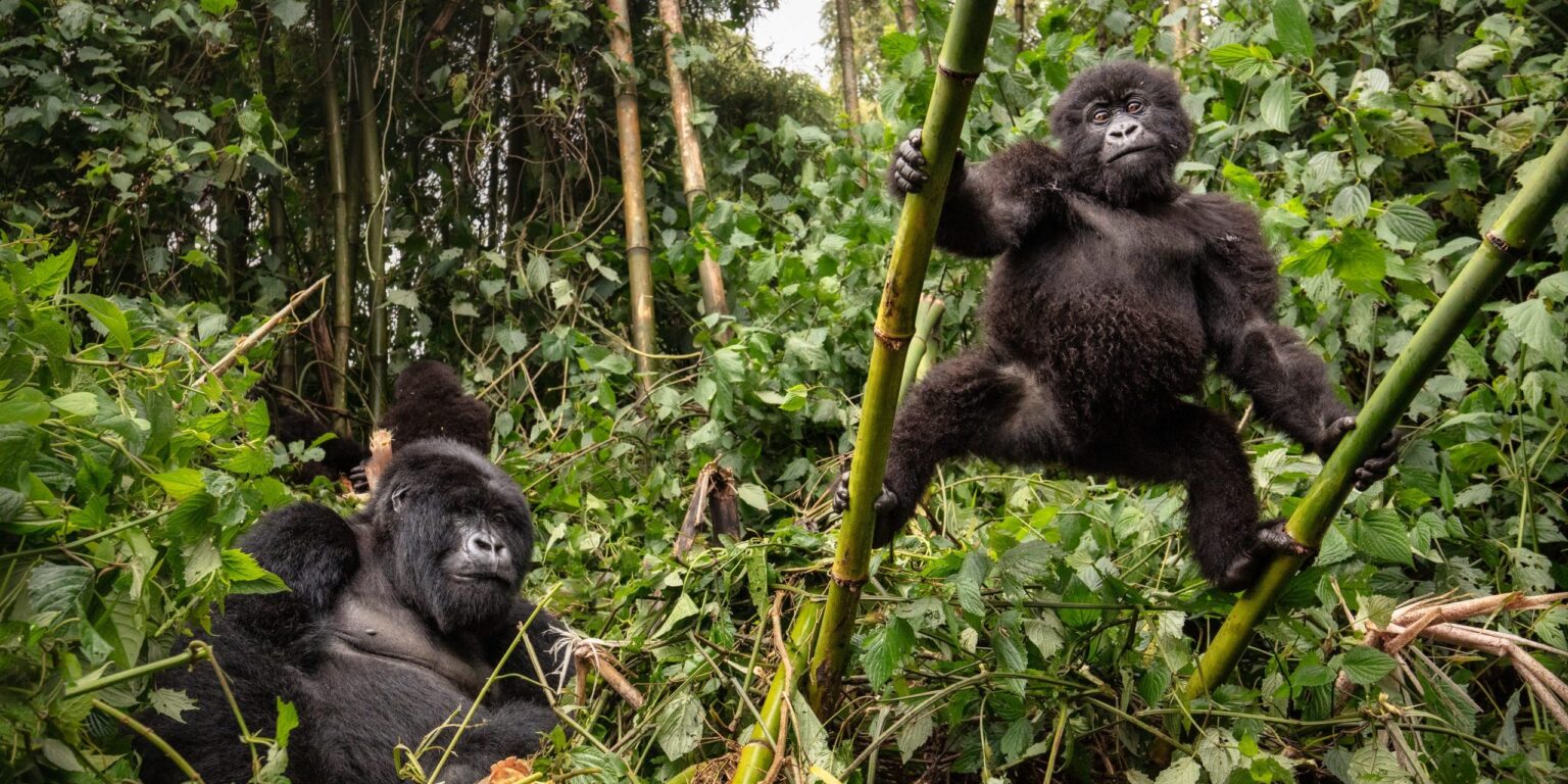 Uganda Gorilla Trekking Safaris