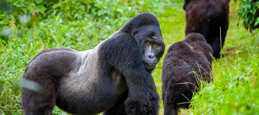 Where Can I Go Gorilla Trekking in Uganda and Rwanda?