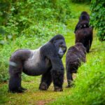 Where Can I Go Gorilla Trekking in Uganda and Rwanda?