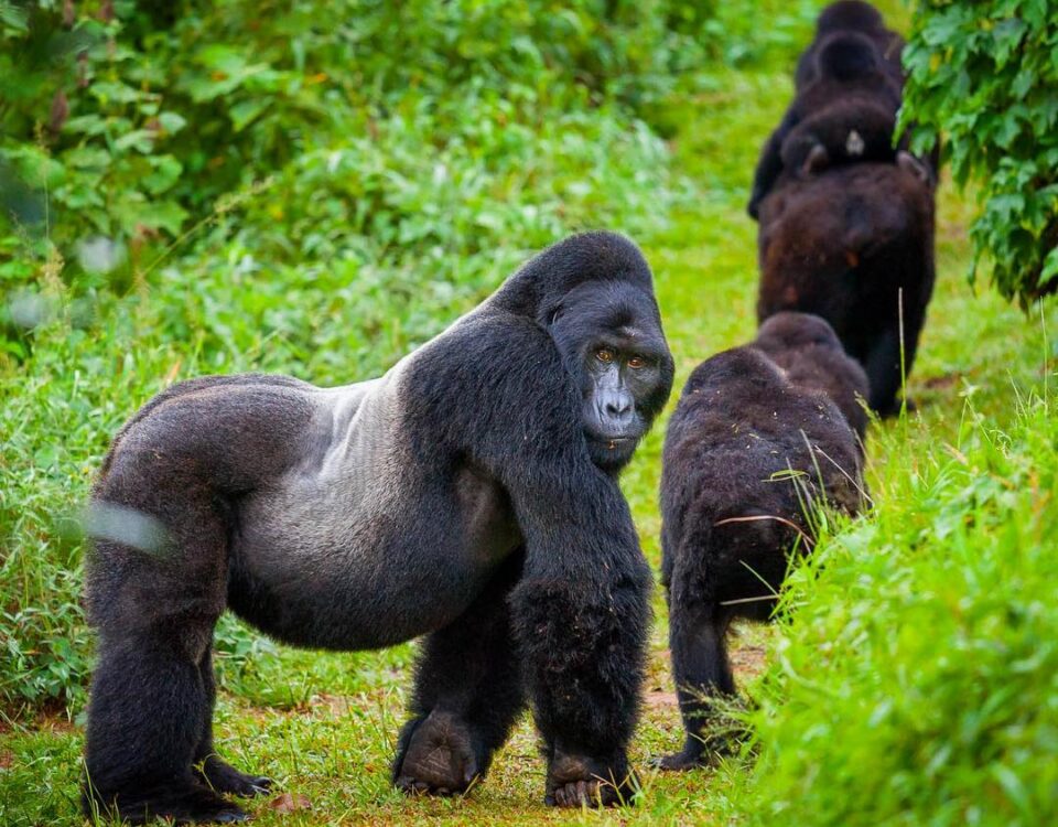 Where Can I Go Gorilla Trekking in Uganda and Rwanda?