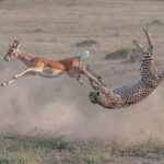 9 Days Rwanda Safari Experience