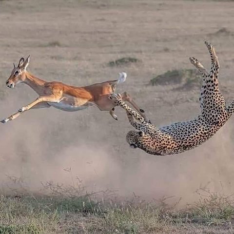 9 Days Rwanda Safari Experience