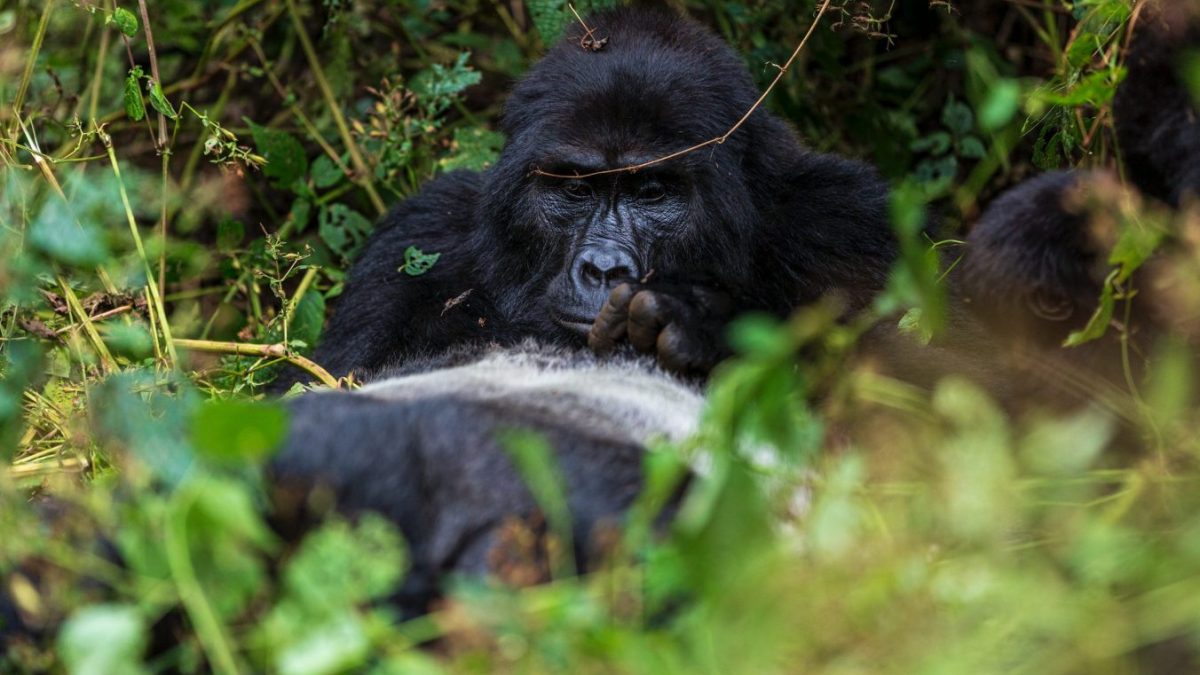4 Days Bwindi Uganda Gorilla Trekking Safari