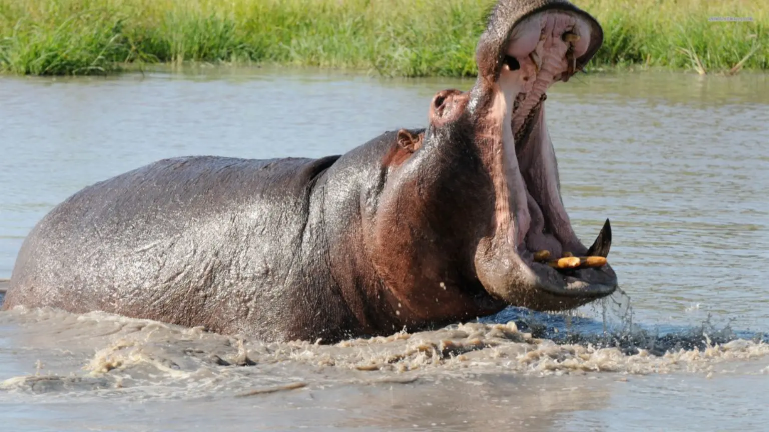 10 Days Uganda Safari Experience